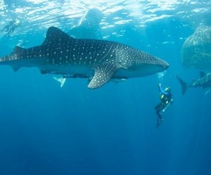 Protection For Sharks - Gansbaai Daily News